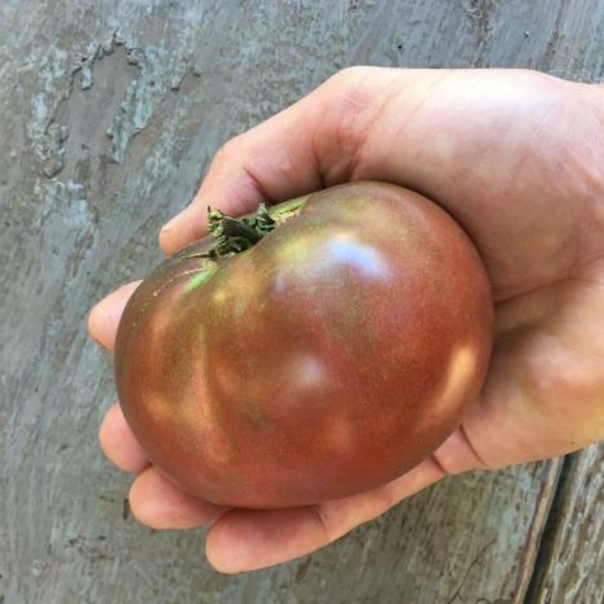 Cherokee purple tomato seeds