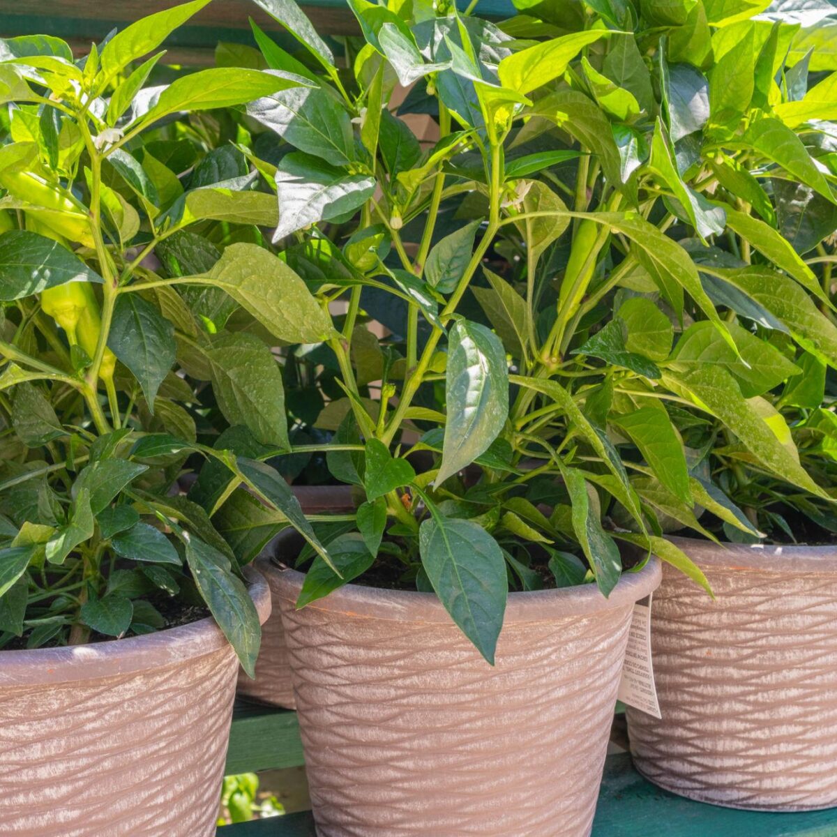 Jalapeno pepper plants