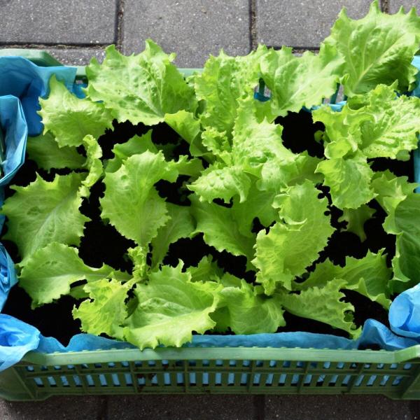Lettuce starter tray