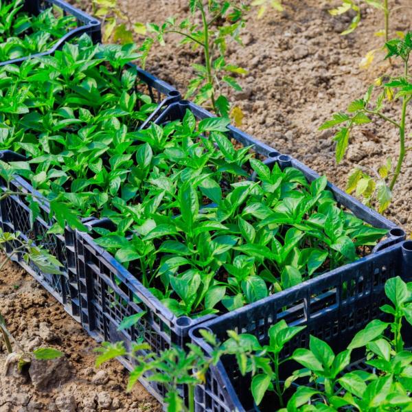 Pepper transplant mix tray