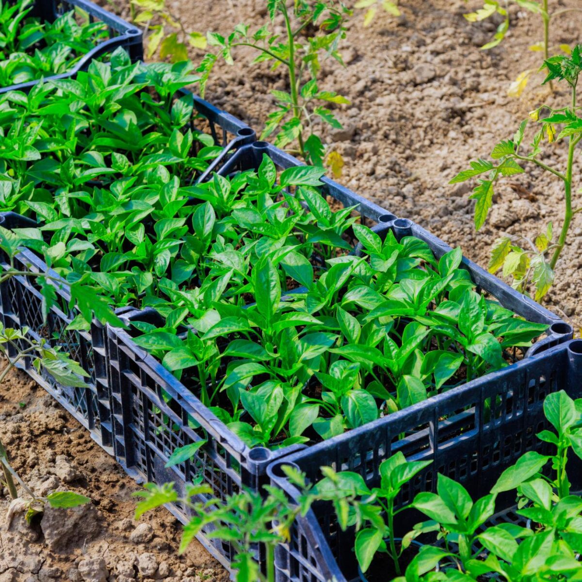 Pepper transplant mix tray