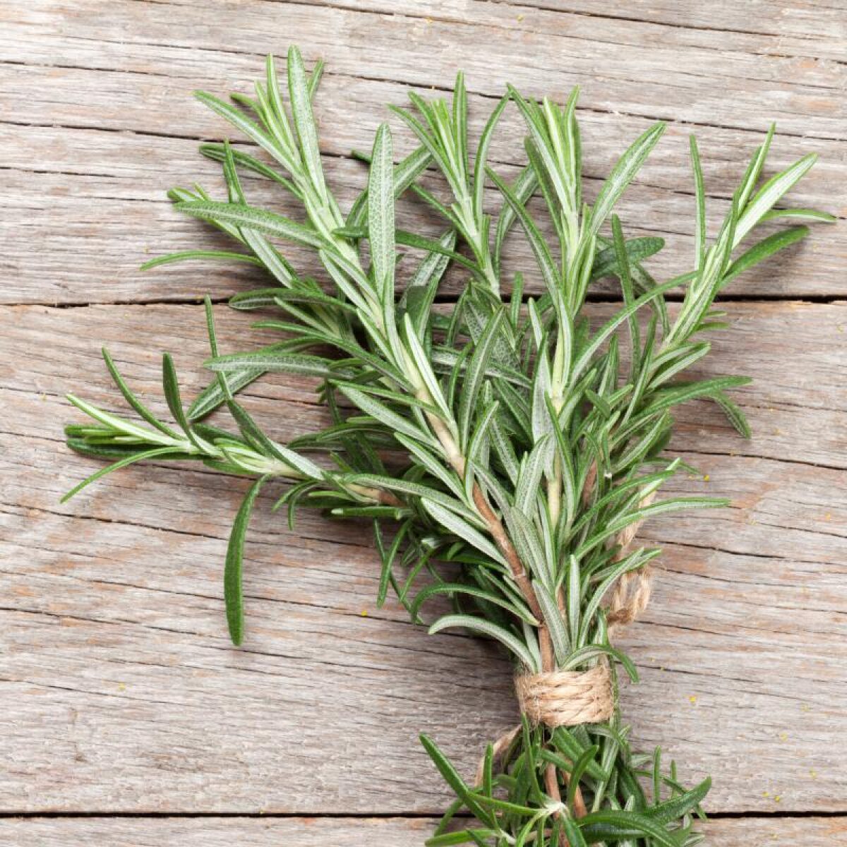 Rosemary bundles