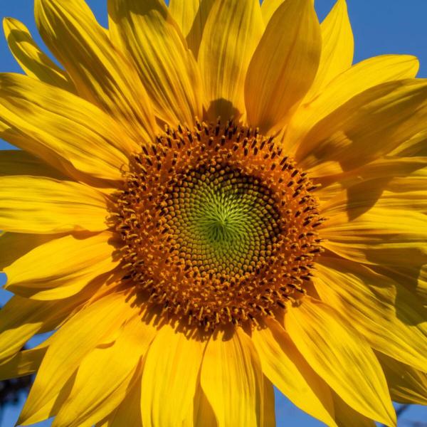 Sunflower seed packets