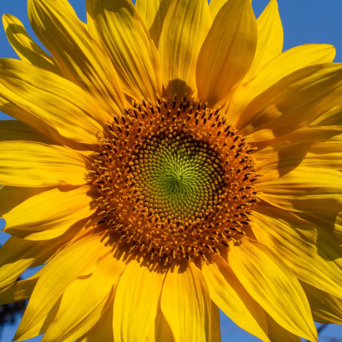 Sunflower seed packets