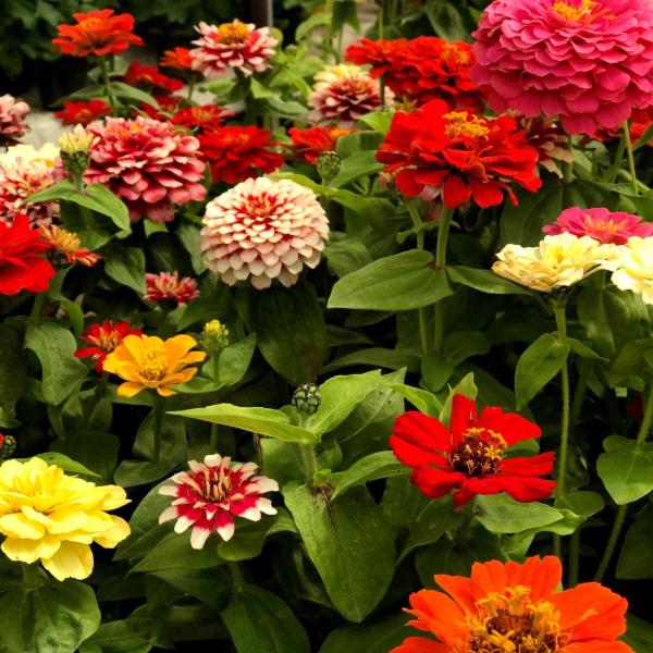 Zinnia seed packs