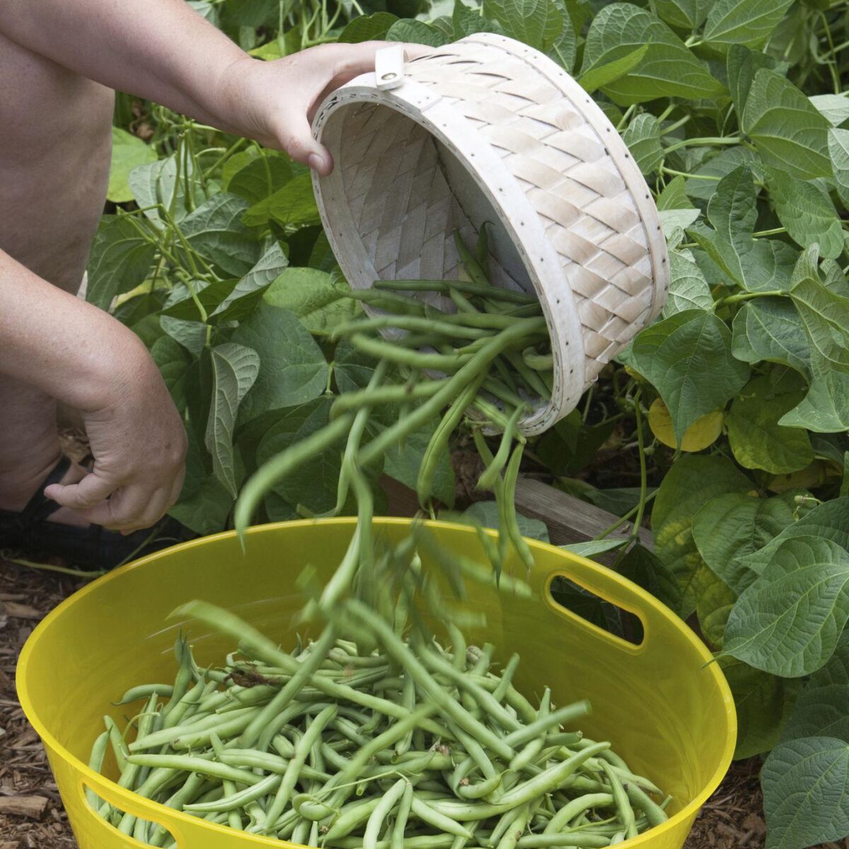Green bean picking basket