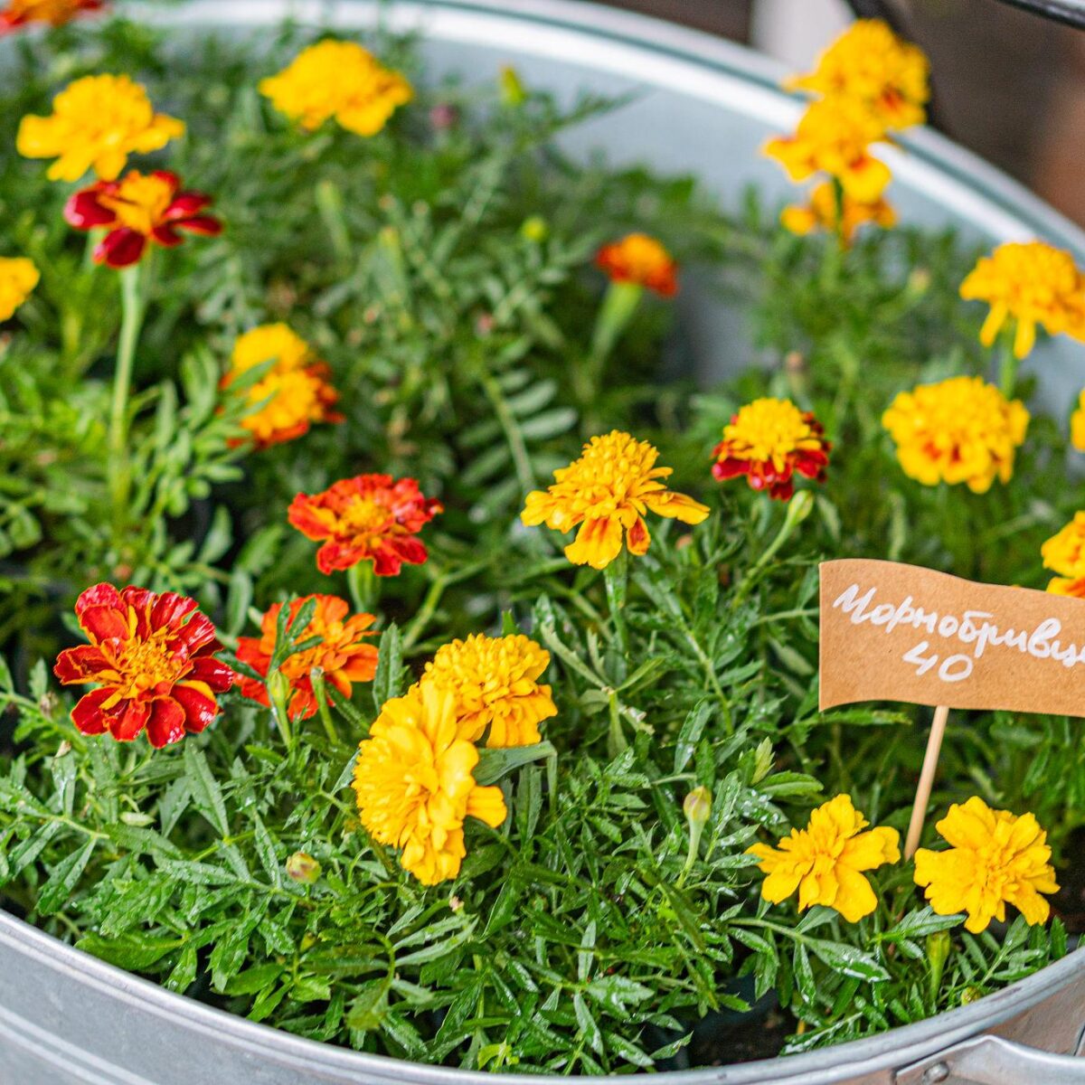 Marigold border plants