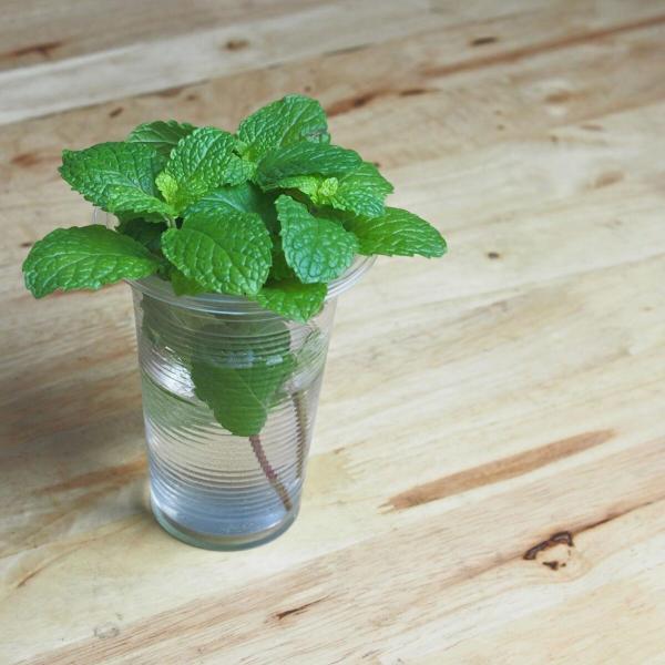 Peppermint starts