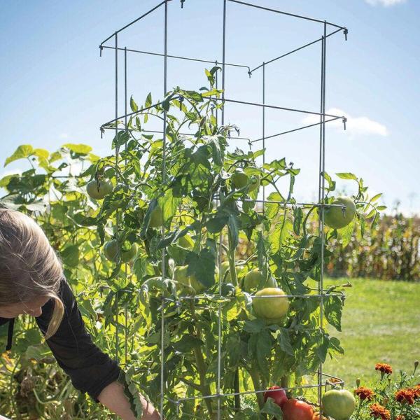 Sturdy tomato cages