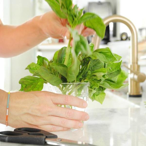 Sweet basil bunches