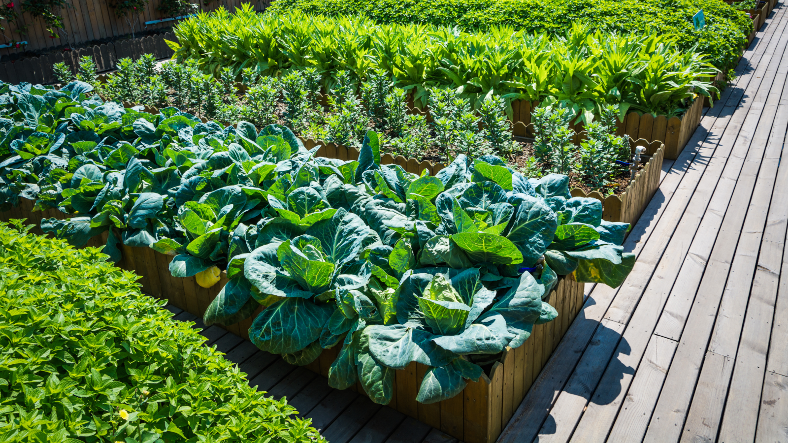 Building Raised Bed Gardens