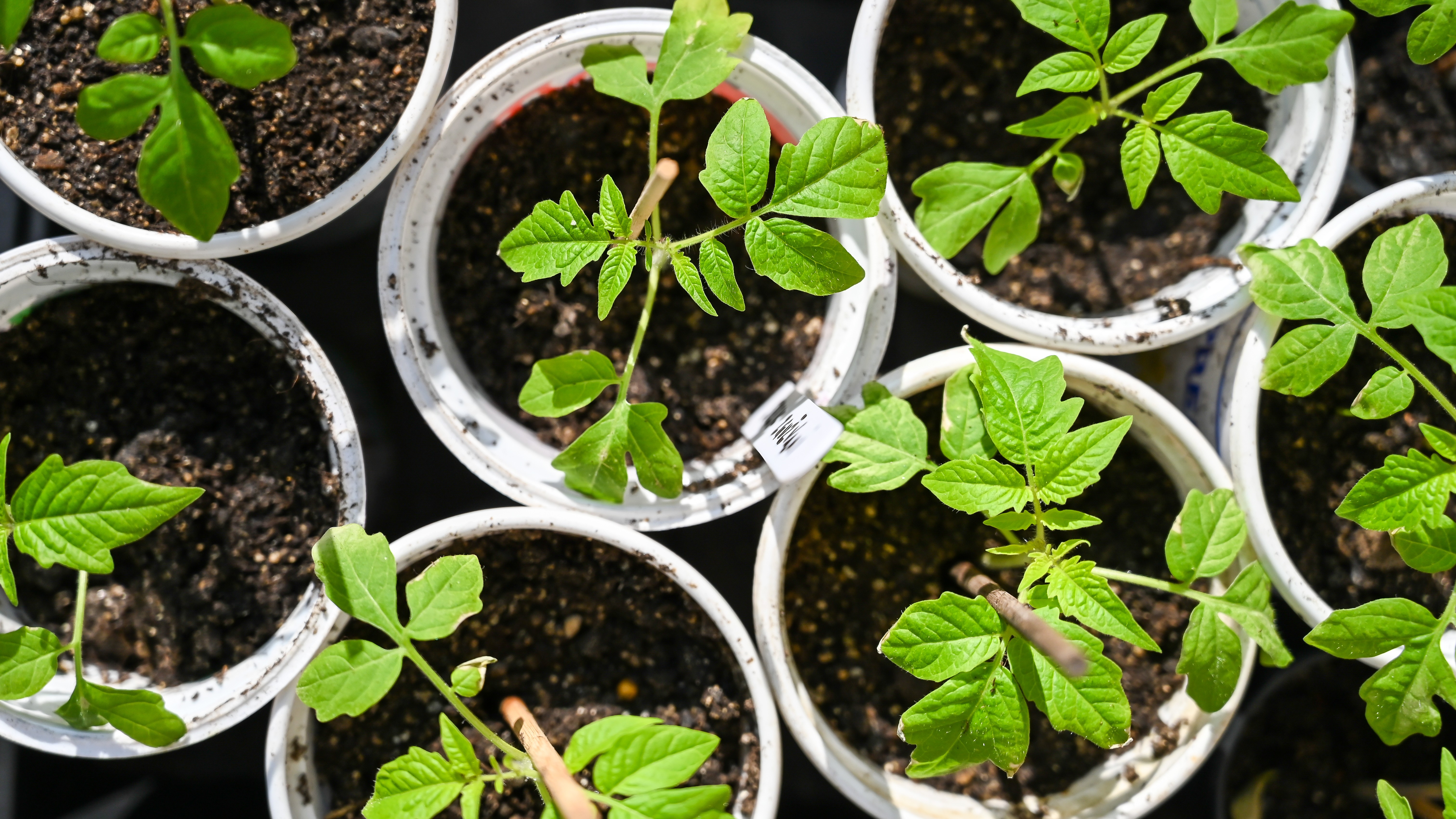 Starting Seeds Indoors