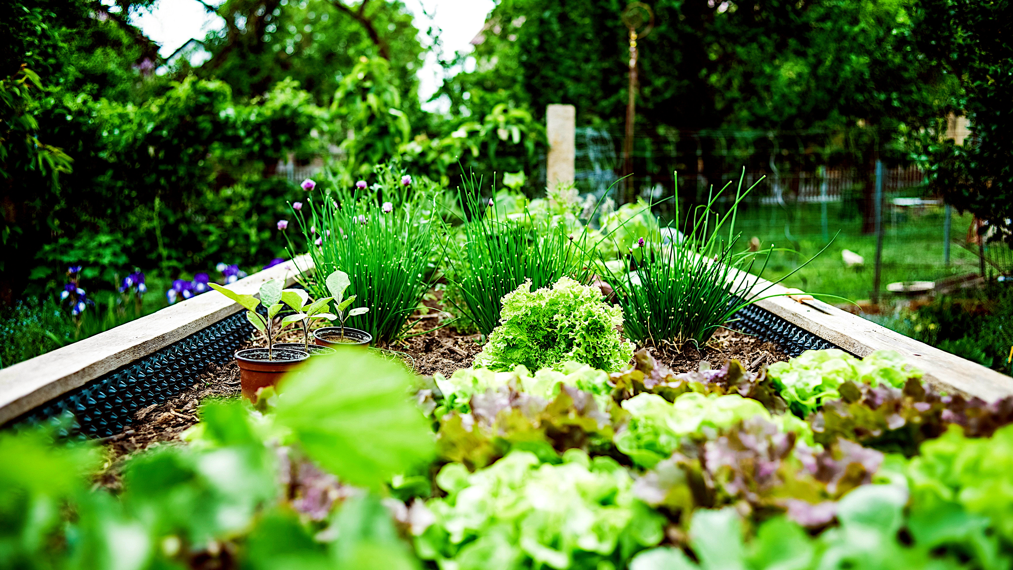 Smart Garden Planning: Setting Yourself Up for a Successful Vegetable Garden