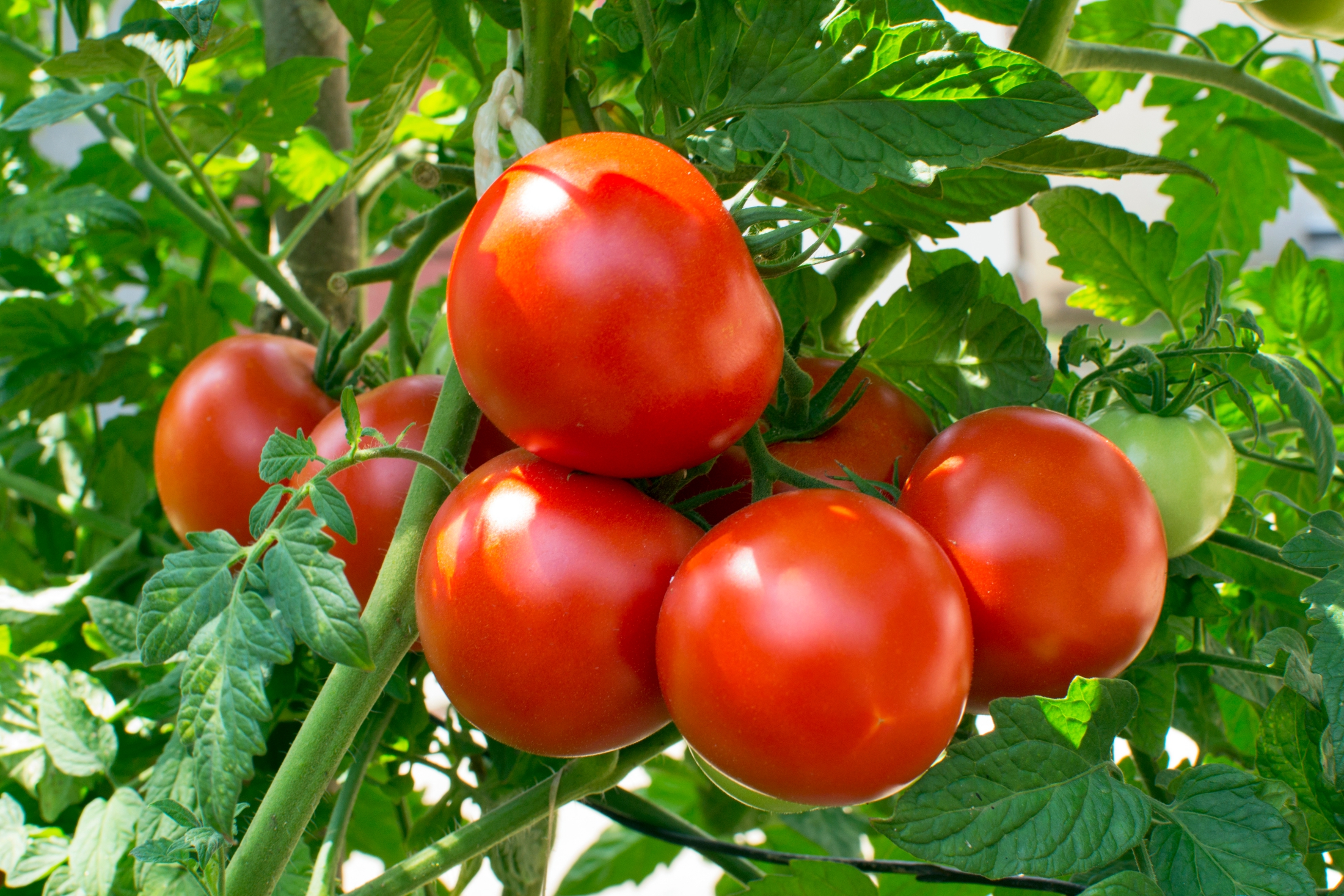 How to Grow Tomatoes in Tennessee